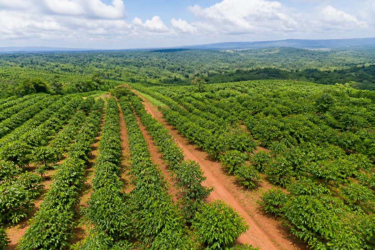 Ondo Cocoa Belt — Sector A
